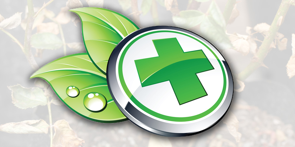 Rose Care and Help Shop Treloar Roses Premium Roses For Australian