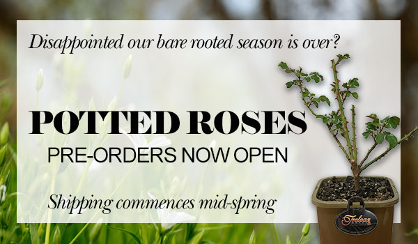 POTTED ROSES - NOW AVAILABLE