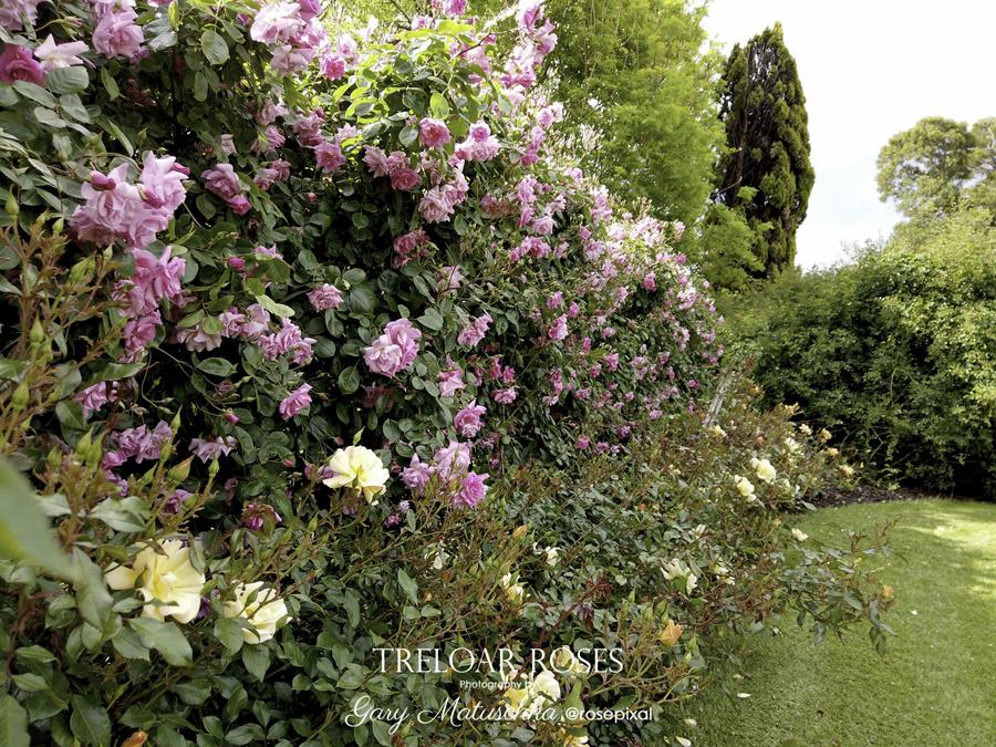 Rose garden with pink and yellow flowers