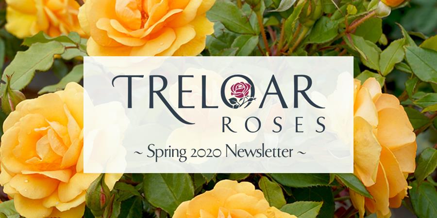 Treloar Roses - Autumn Newsletter 2020