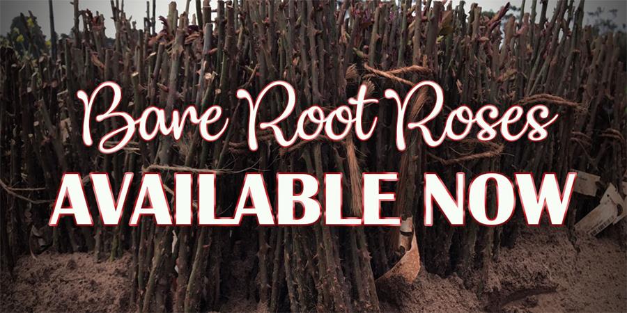 Bare Root Roses - Available Now