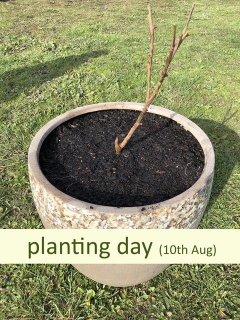 Day of planting