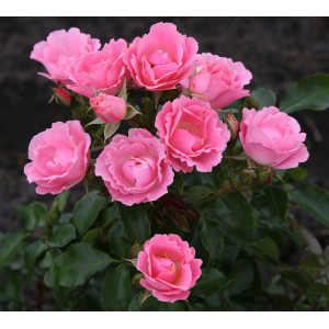 Roselina