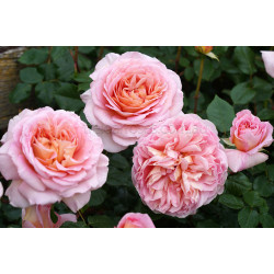 Abraham Darby