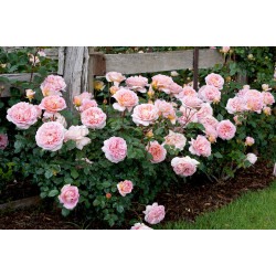 Abraham Darby