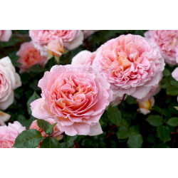 Abraham Darby