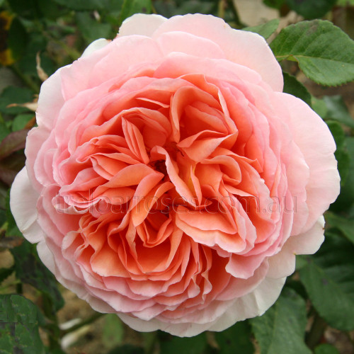 Abraham Darby