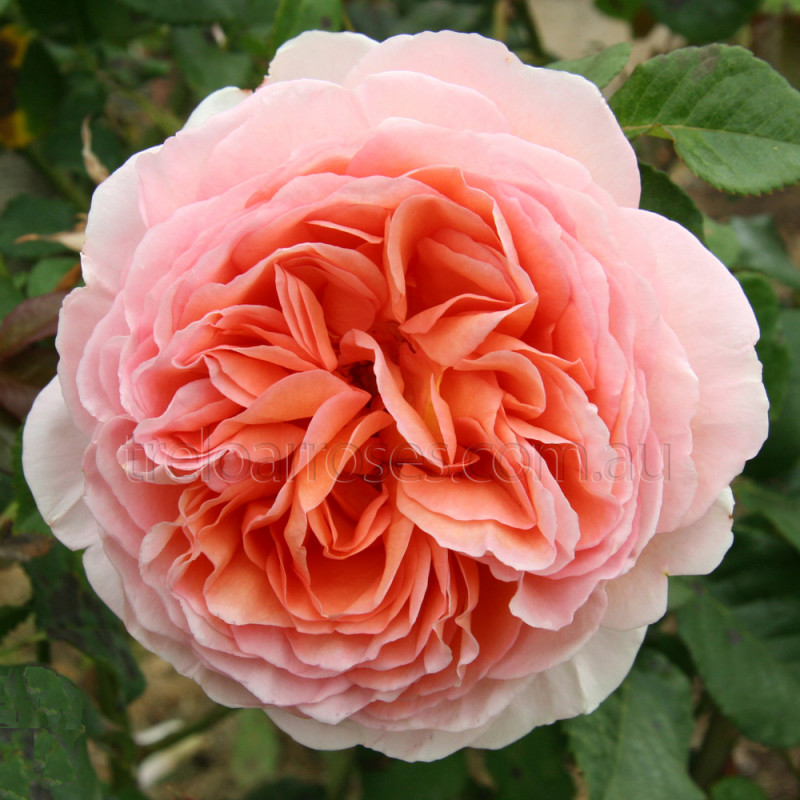 Image of Abraham Darby rose bush