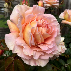 Abraham Darby