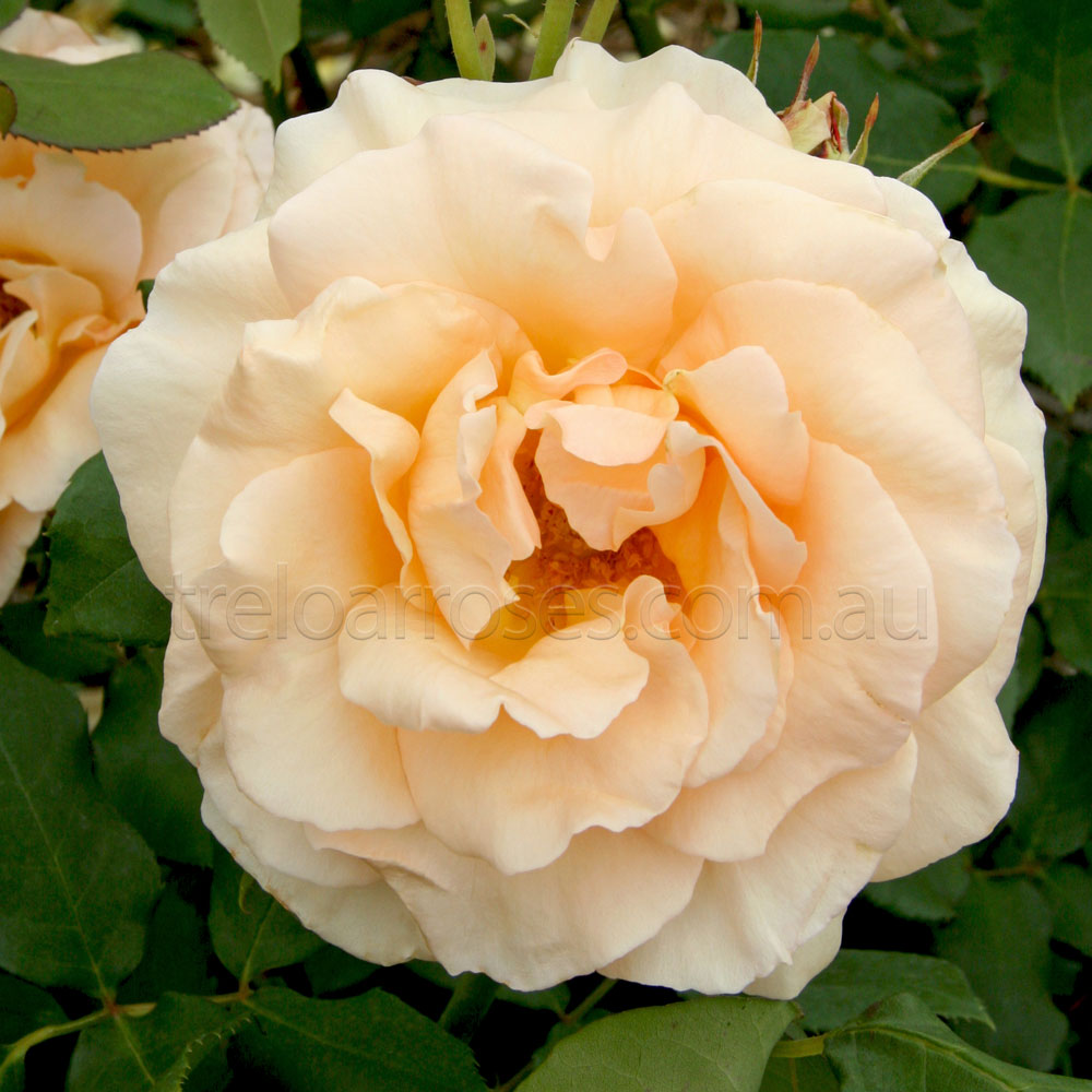 Apricot Nectar 90cm Standard