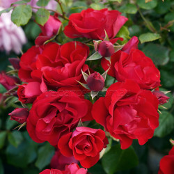 Black Forest Rose - 90cm Standard