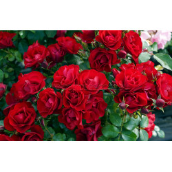 Black Forest Rose - 60cm Patio Standard