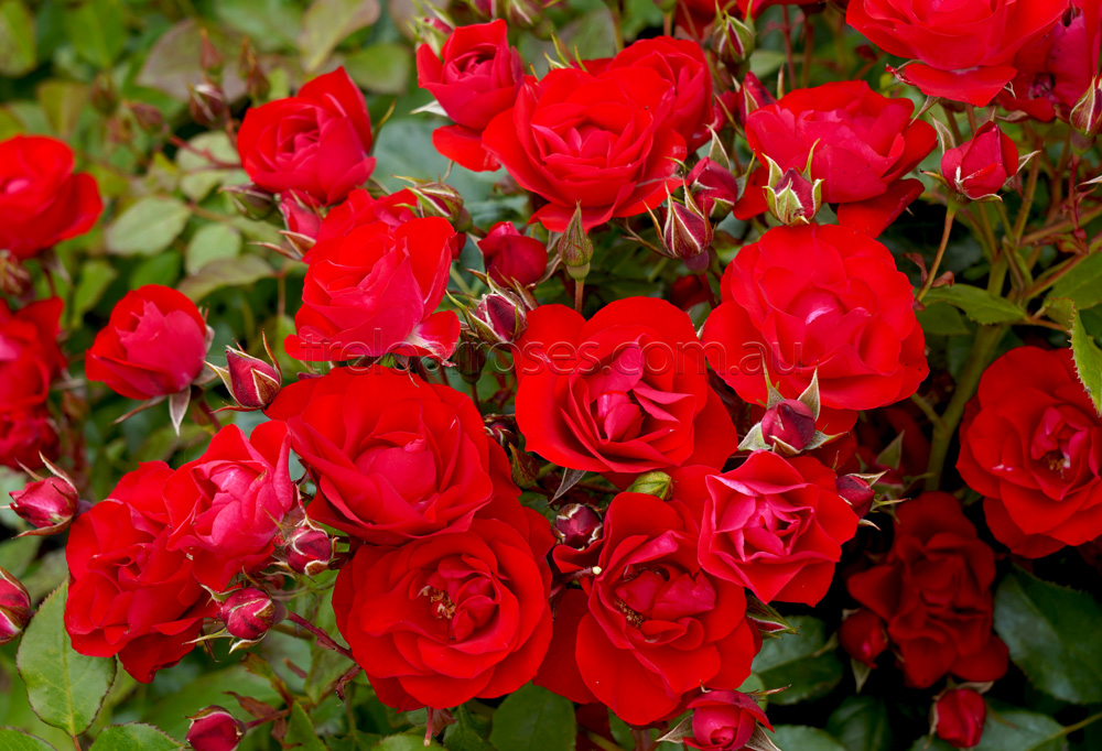 Black Forest Rose 90cm Standard