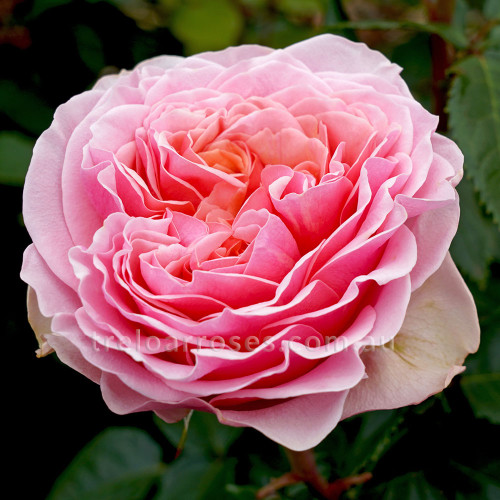 Bridal Bouquet (Potted Rose)