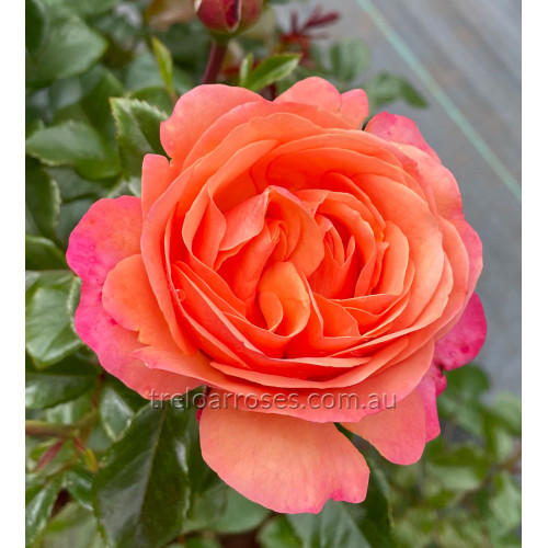 Coral Lions-Rose®