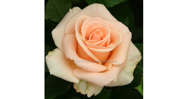 Rose Cubana Rose Cubana