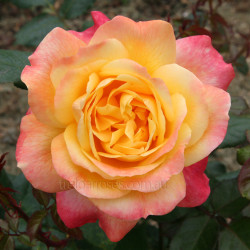 Dame Elisabeth Murdoch (Potted Rose) Dame Elisabeth Murdoch (Potted Rose)