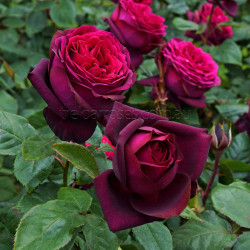 Dark Desire (Potted Rose)