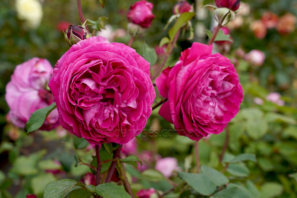 Delightful Parfuma             Floribunda Rose      Get the latest from Treloar Roses...We are here to help!