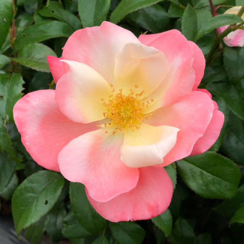 Fire Opal (Potted Rose) Fire Opal (Potted Rose)