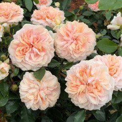 Garden Of Roses - 90cm Standard