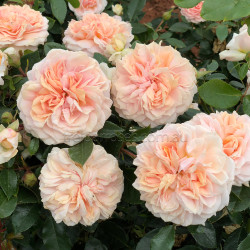 Garden Of Roses - 60cm Patio Standard