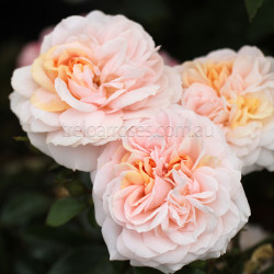 Garden Of Roses - 60cm Patio Standard