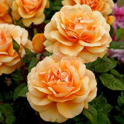 Golden Beauty (Potted Roses)