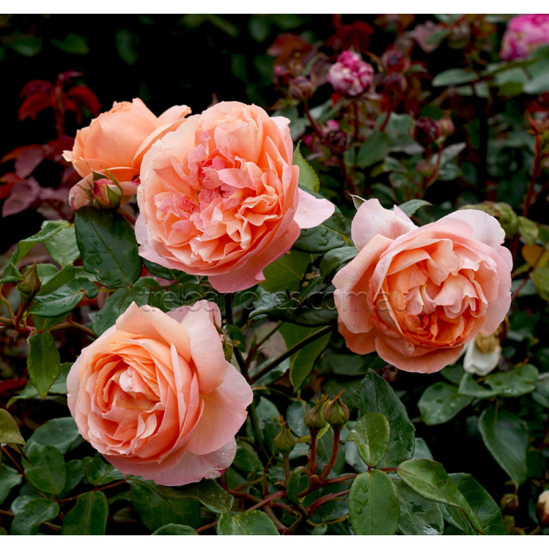 Heaven on Earth™ — Kordes® Roses