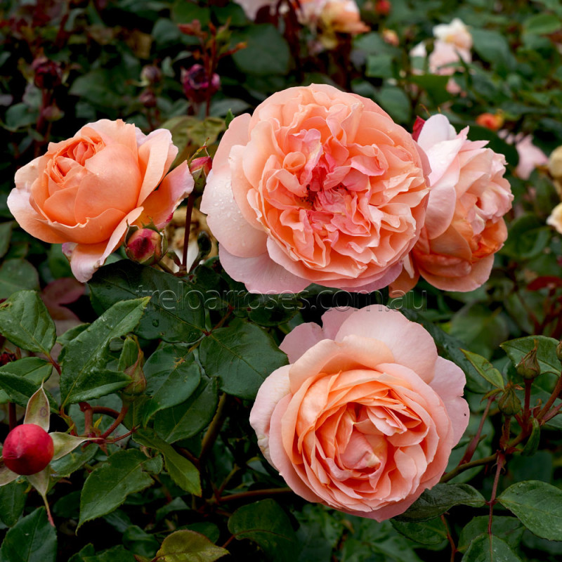 Heaven on Earth™ — Kordes® Roses