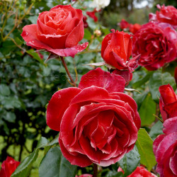 Hot Cocoa - 90cm Standard Rose