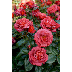 Hot Cocoa - 90cm Standard Rose