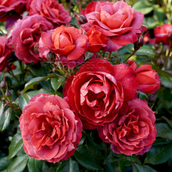 Hot Cocoa - 90cm Standard Rose