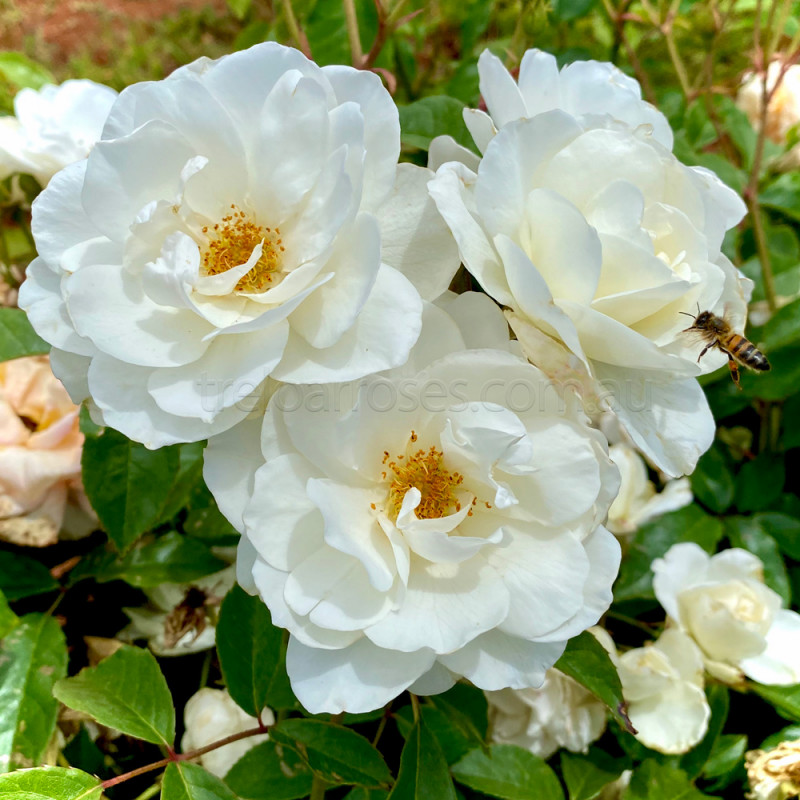 Image of The Iceberg Rose