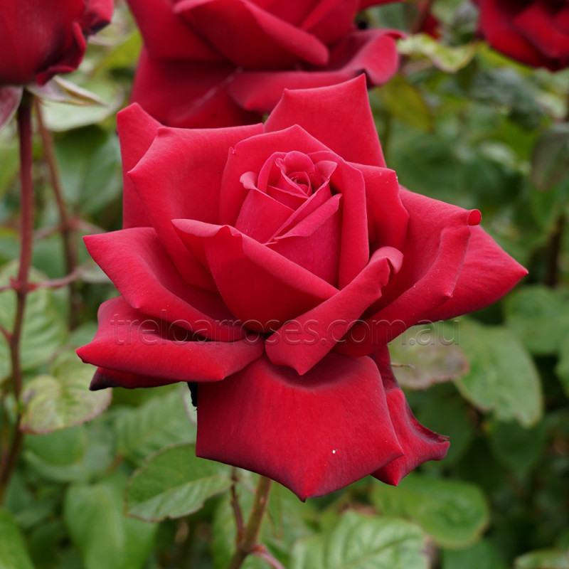 Rosa Bush Rose Hybrid Tea Loving Memory Plant