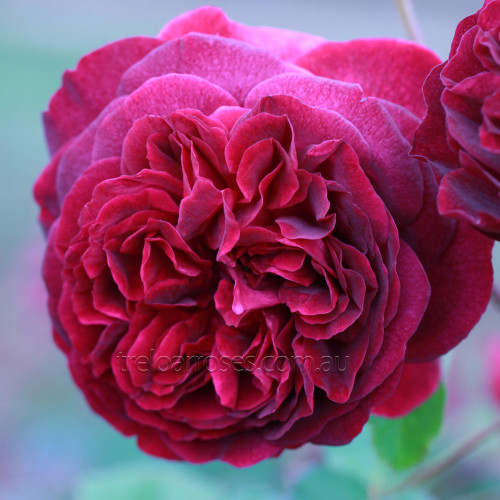 Munstead Wood (Potted Rose) Munstead Wood (Potted Rose)