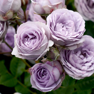 My-Little-Angel_DSC07471-