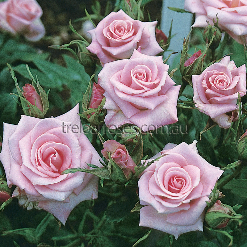 pink baby roses