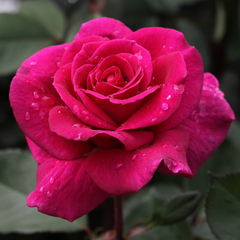 Nift Roses Blackberry Nip