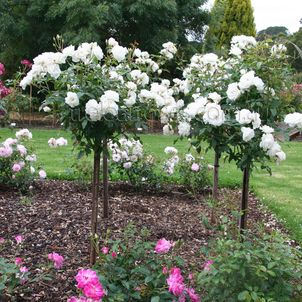 90cm Roses Iceberg - 90cm Standard