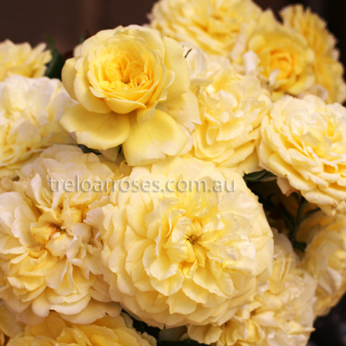 Splice - 90cm Standard