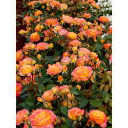 Garden Delight - 90cm Standard