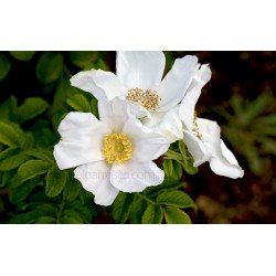 Rugosa Alba