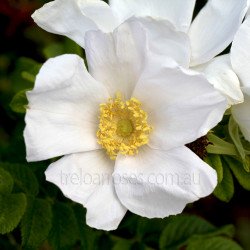 Rugosa Alba