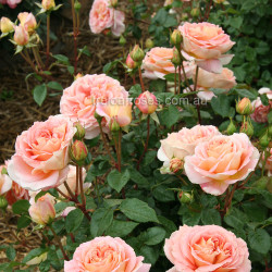 Abraham Darby