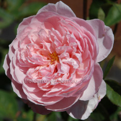 The Alnwick Rose - 90cm Standard