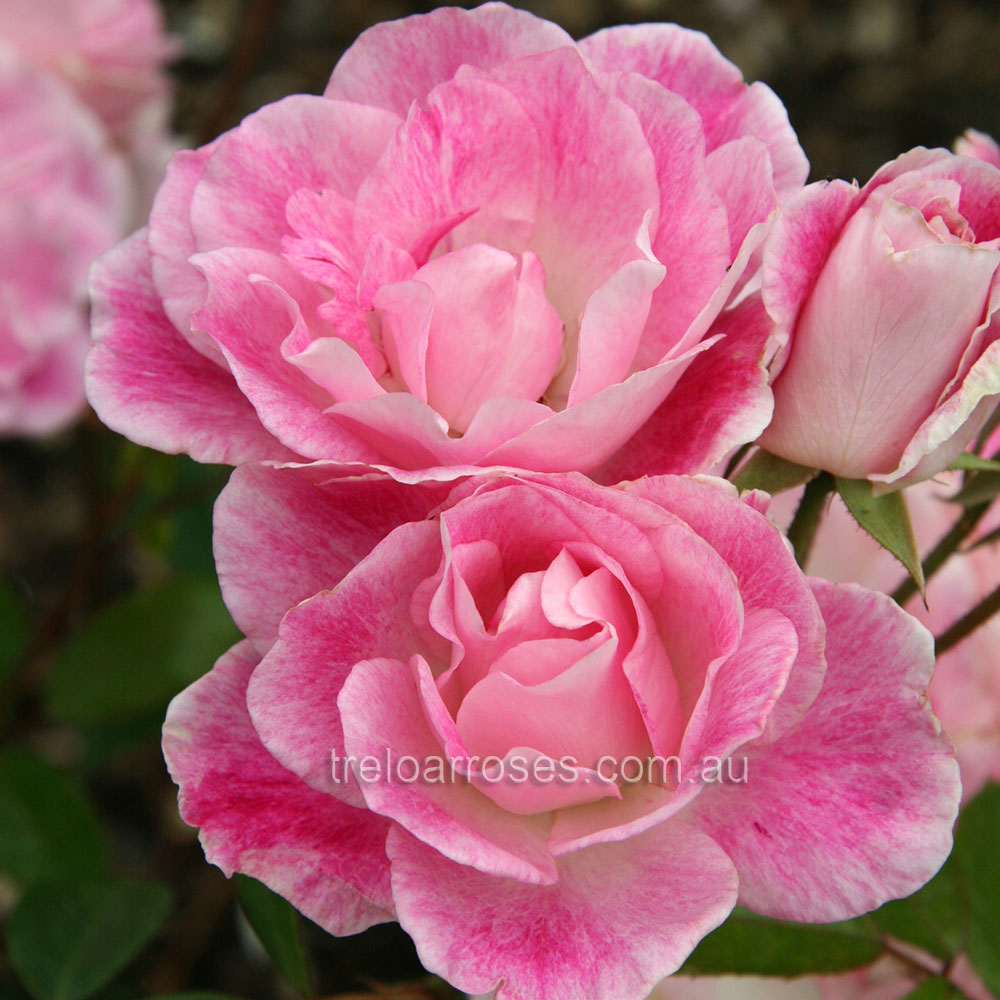 90cm Roses Blushing Pink Iceberg - 90cm Standard