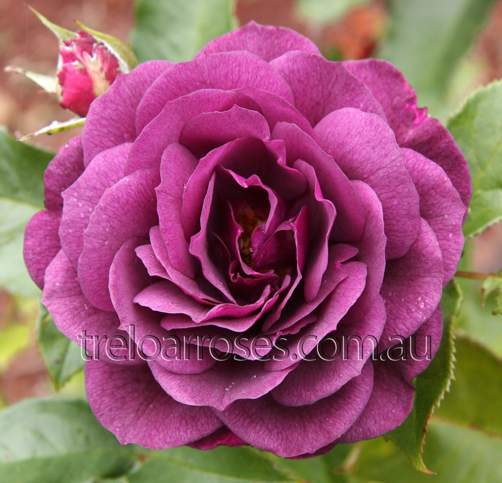 Ebb Tide 90cm Standard