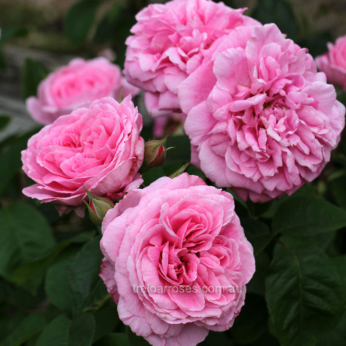 Gertrude Jekyll