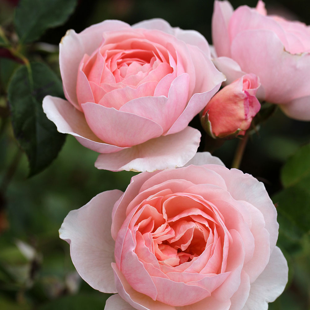 Heritage Rambling Roses Heritage